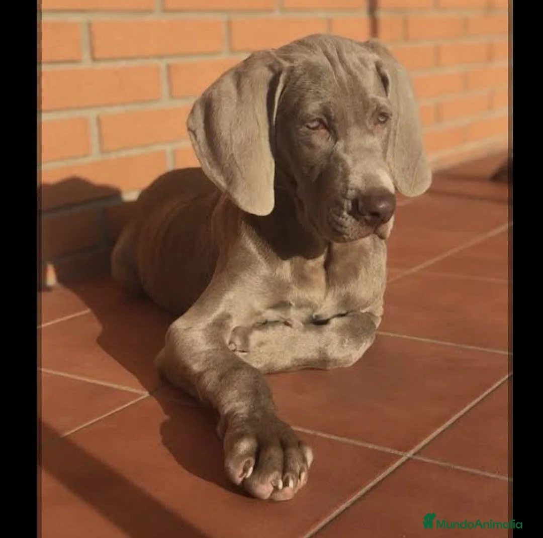 Weimaraner perros en venta: Braco de Weimar  - Anuncio 1