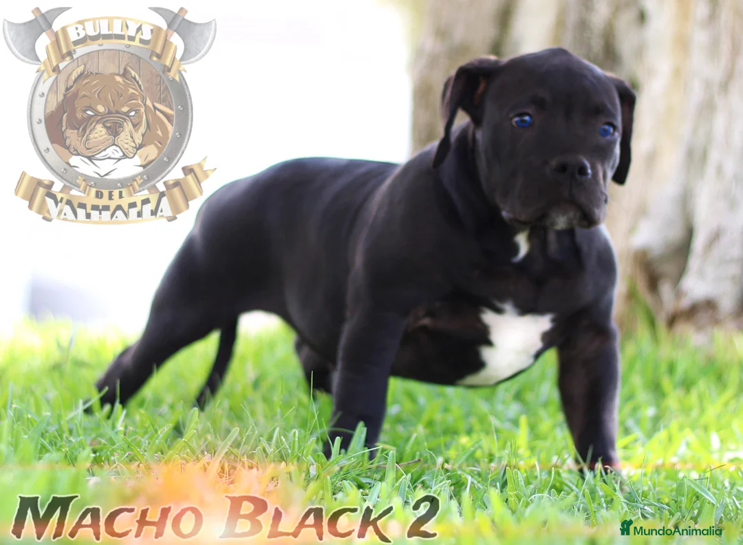 American Bully perros en venta: AMERICAN BULLY XL , CRIA PROFESIONAL,SOLO LLAMADAS en Sevilla - Anuncio 5