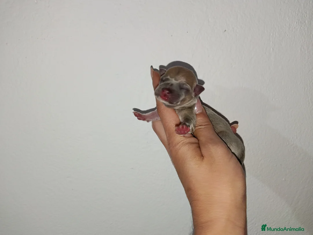 Chihuahua perros en venta: Chihuahua toy - Anuncio 2