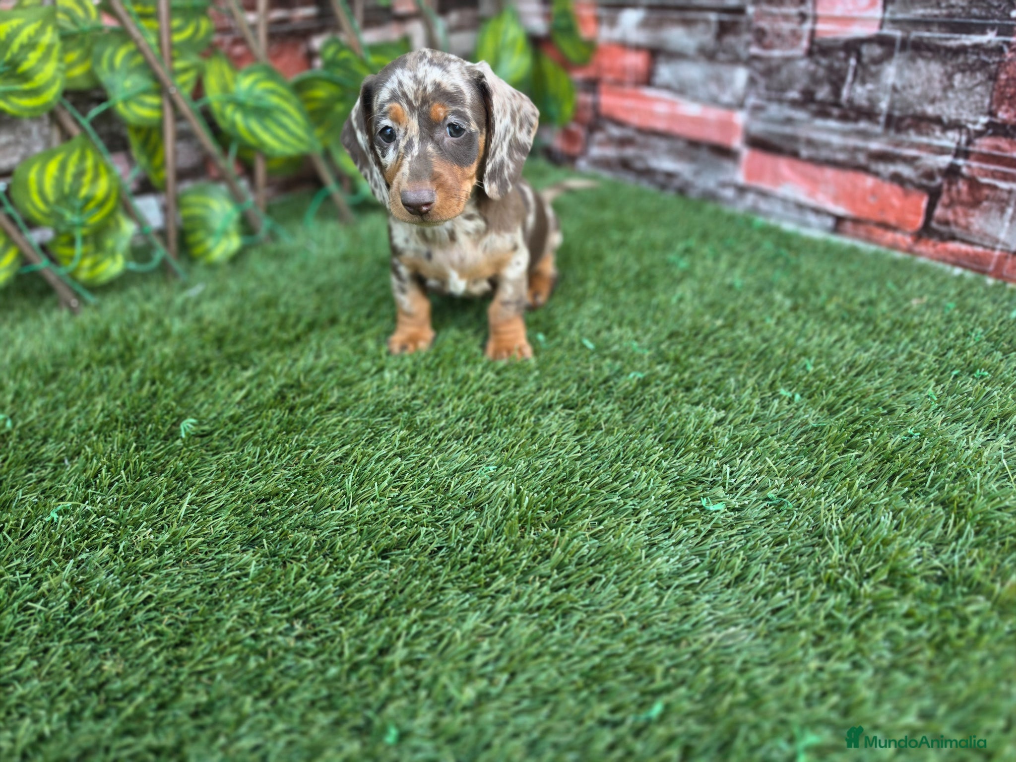 Teckel Miniatura perros TECKEL MINIATURA & KANNINCHEN ARLEQUIN - Anuncio 2