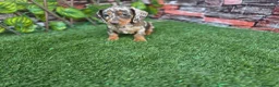 Teckel Miniatura perros en venta: TECKEL MINIATURA & KANNINCHEN ARLEQUIN - Anuncio 1