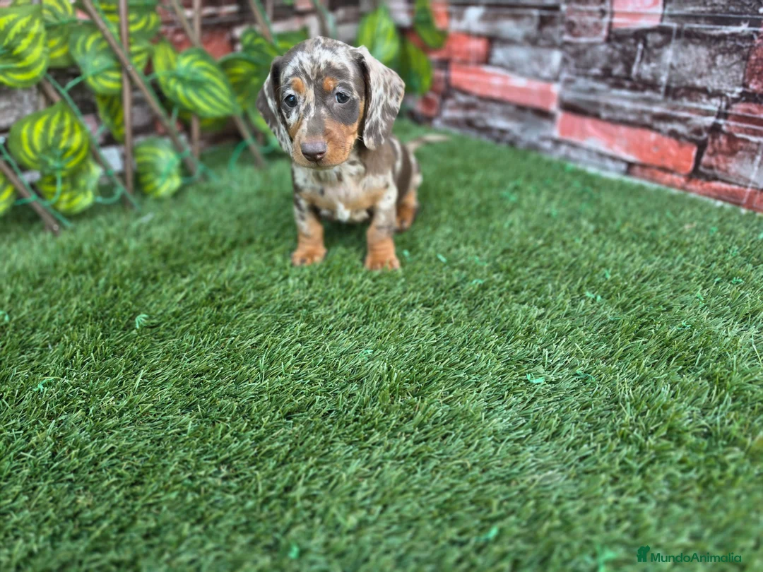 Teckel Miniatura perros en venta: TECKEL MINIATURA & KANNINCHEN ARLEQUIN - Anuncio 1