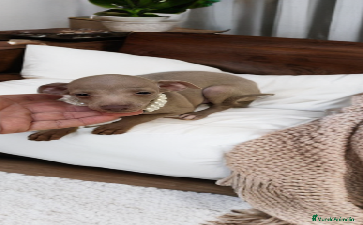 Pequeño Lebrel Italiano perros - Anuncio 3