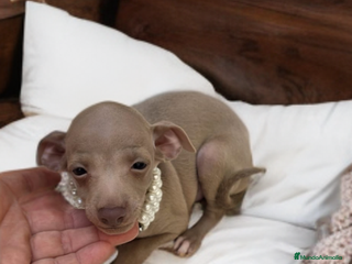 Pequeño Lebrel Italiano perros - Anuncio 5