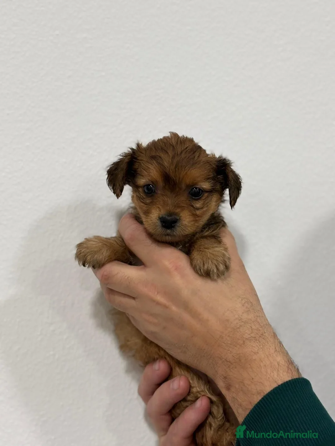 Yorkiepoo perros en venta: Yorkiepoo mini  - Anuncio 5