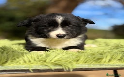 Border Collie perros en venta: Border macho - Anuncio 4