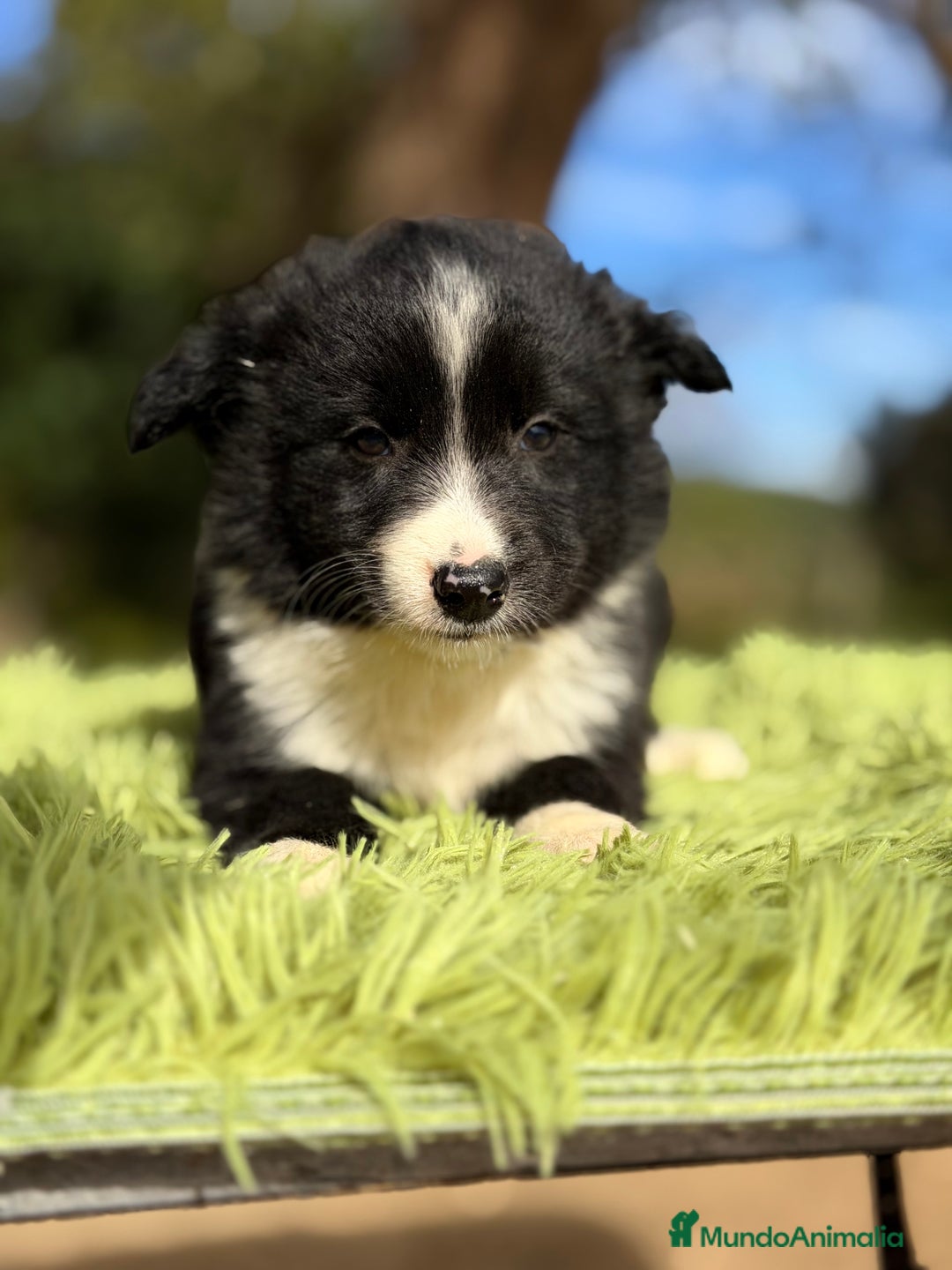 Border Collie perros en venta: Border macho - Anuncio 4