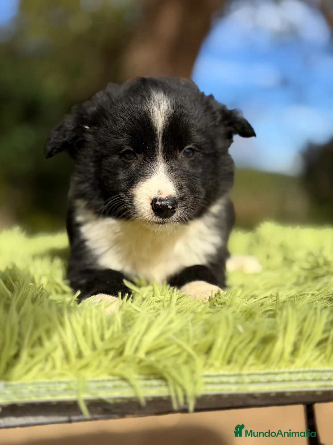 Border Collie perros en venta: Border macho - Anuncio 4