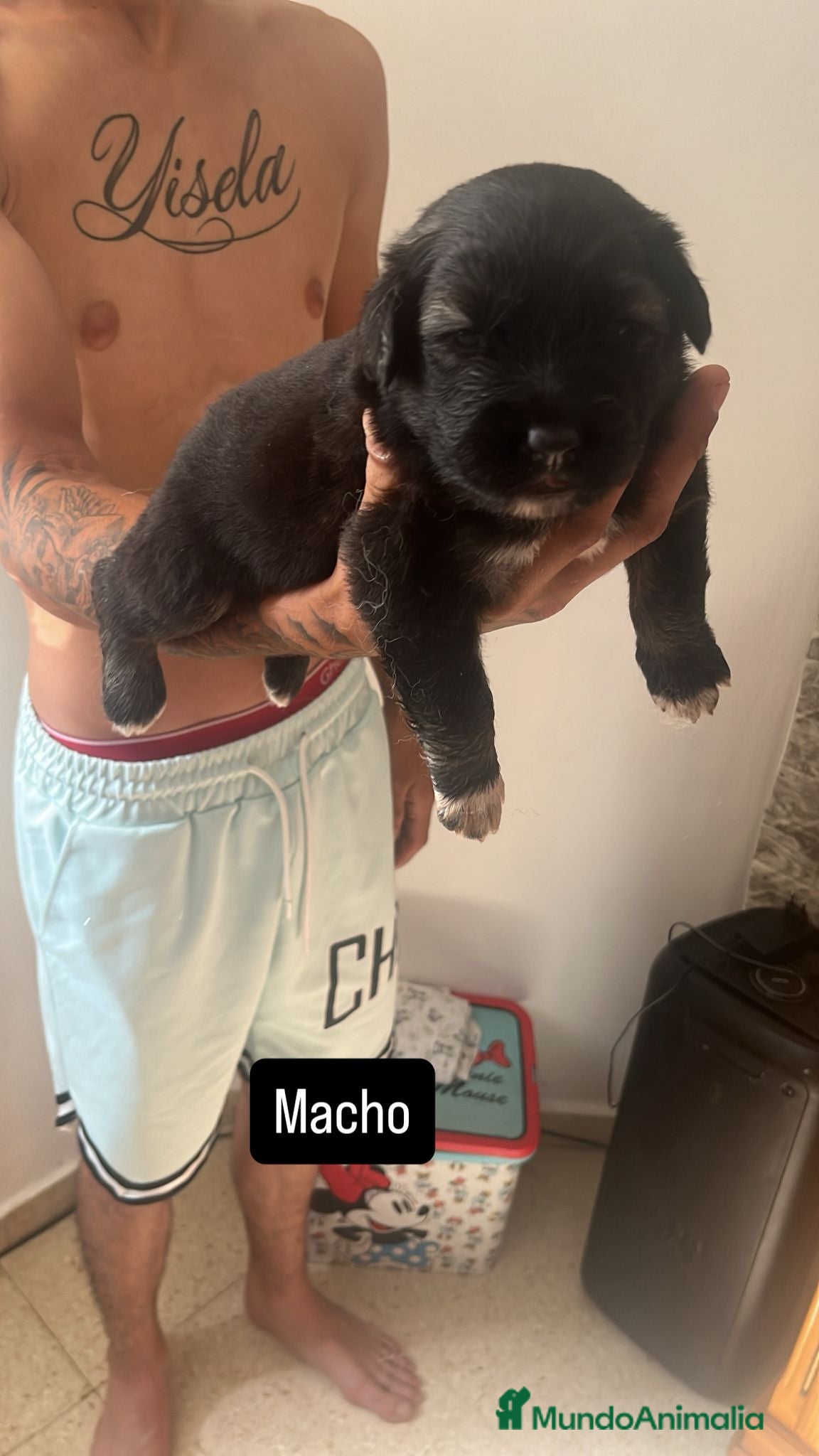 Pastor del Cáucaso perros en venta: Camada completa Pastor del Cáucaso  - Anuncio 5