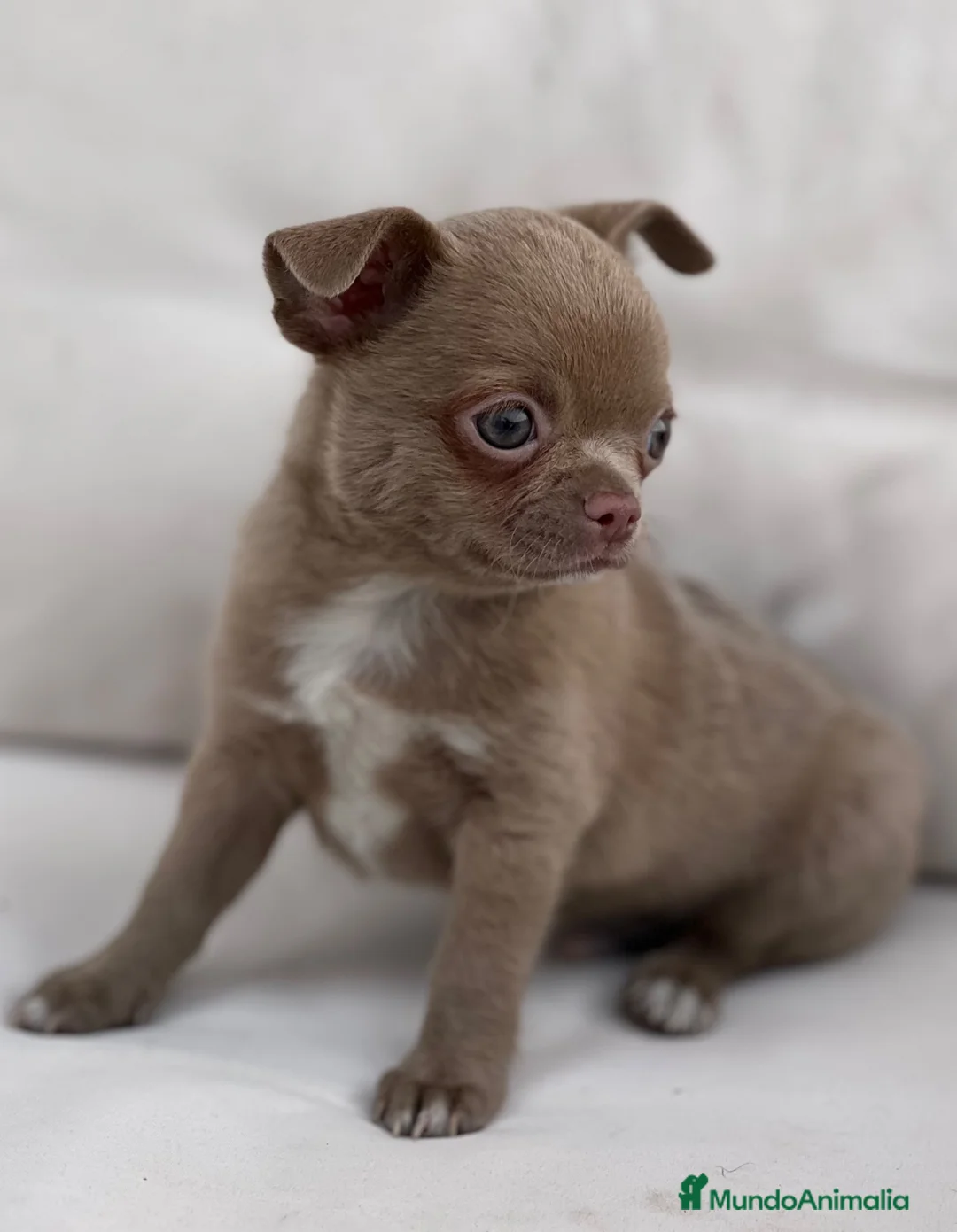 Chihuahua perros en venta: ESPECTACULAR CHIHUAHUA LÍNEA RUSA LILAC - Anuncio 4