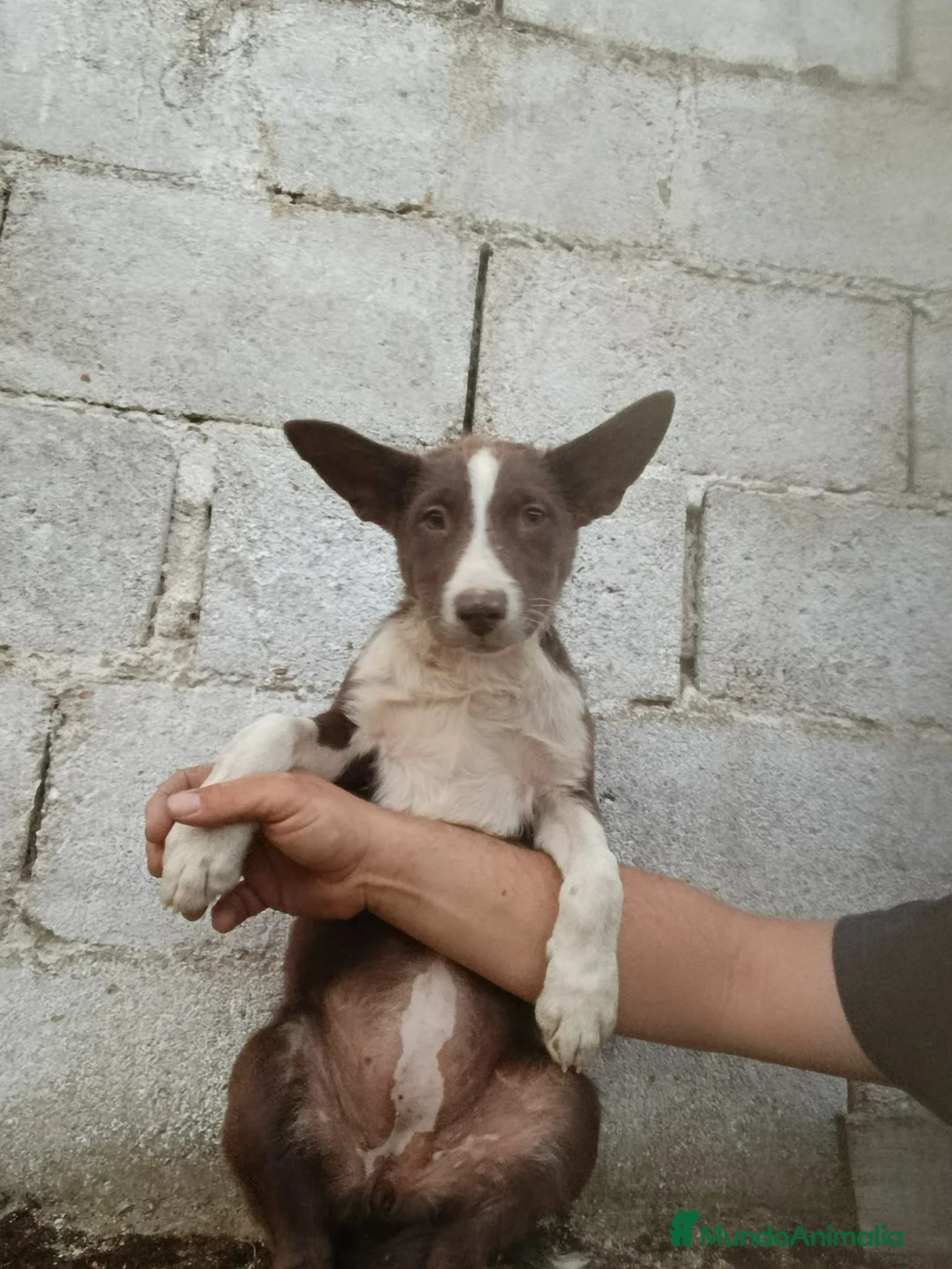 Border Collie perros en venta: Border collie pelo corto  - Anuncio 2