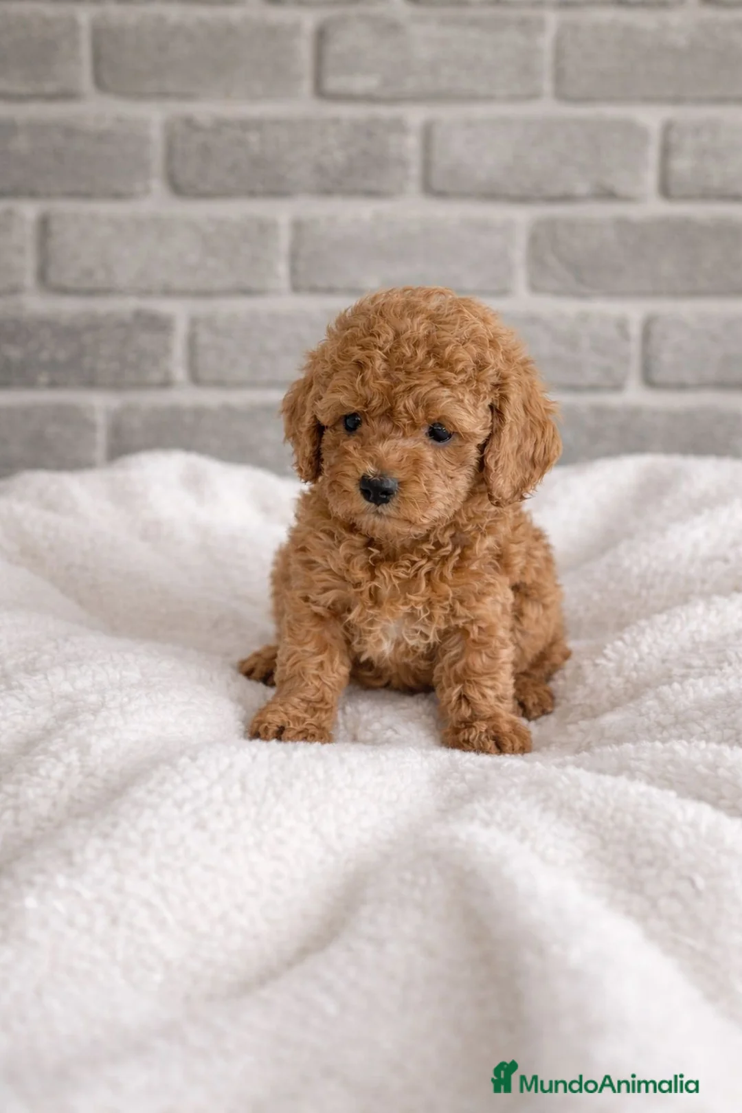 Caniche Toy perros en venta: Caniche toy - Anuncio 7