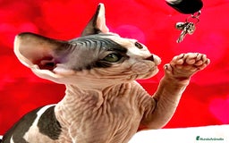 Sphynx gatos en venta: Preciosa camada de sphynx  - Imagen 4