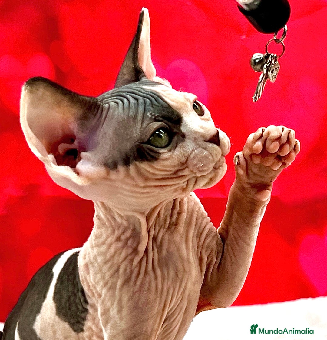 Sphynx gatos en venta: Preciosa camada de sphynx  - Imagen 4