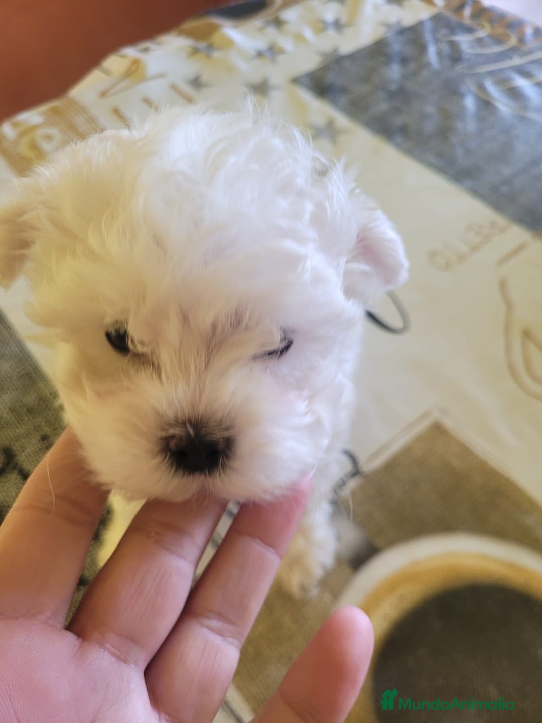 Bichón Maltés perros en venta: Bichón maltes toy - Anuncio 4