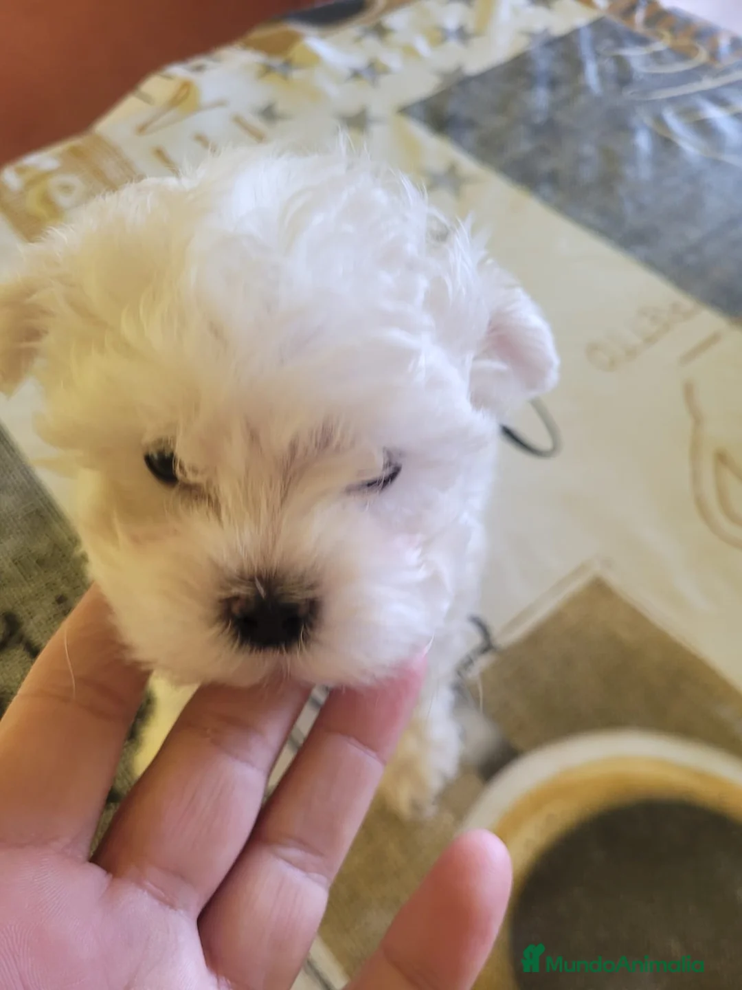 Bichón Maltés perros en venta: Bichón maltes toy - Anuncio 4