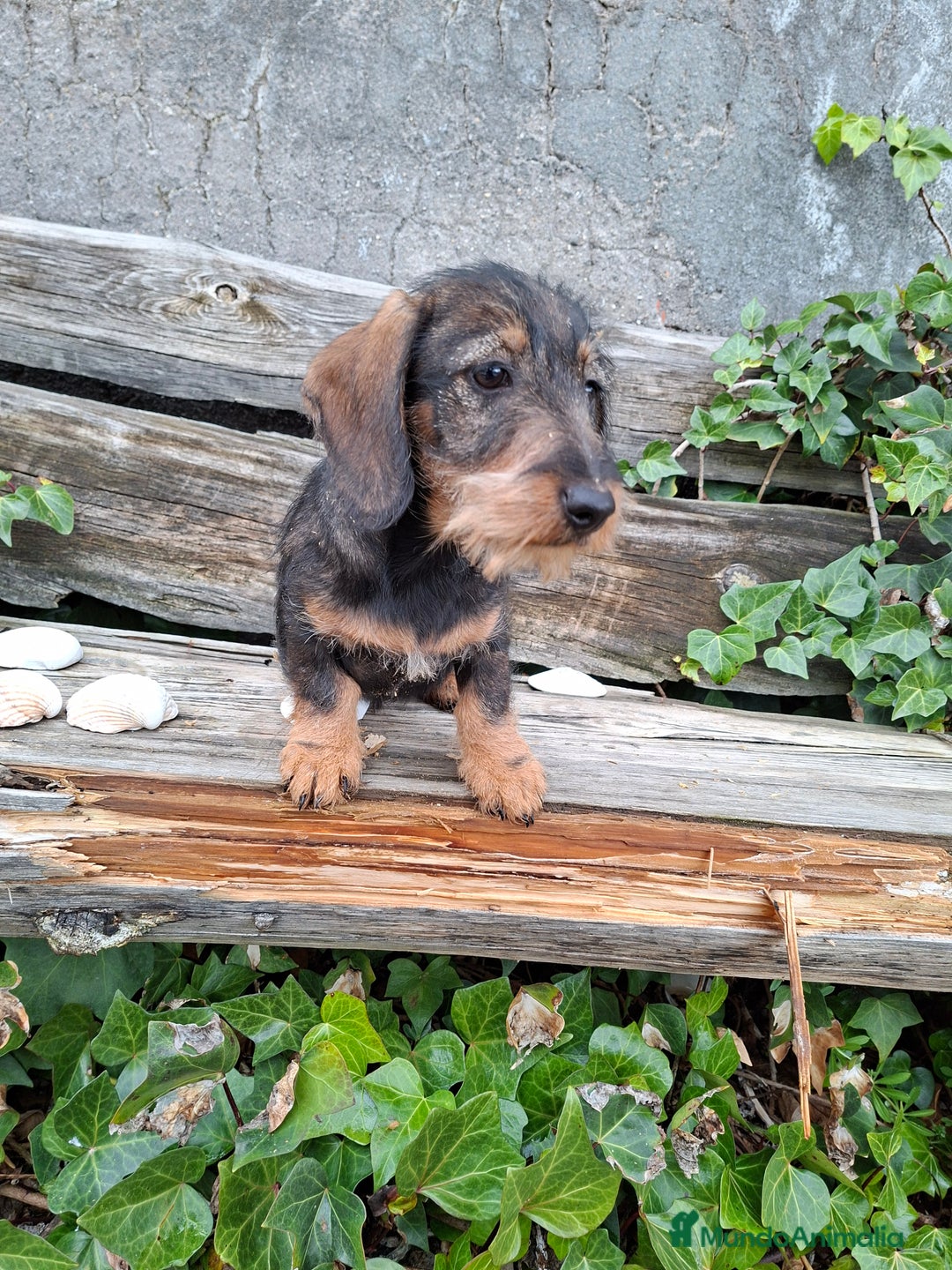 Teckel perros en venta: Teckel Standard Pelo Duro - Anuncio 1