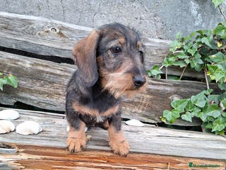 Teckel perros Teckel Standard Pelo Duro - Anuncio 21