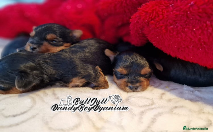 Yorkshire Terrier perros en Vizcaya - Anuncio 1