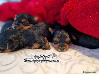 Yorkshire Terrier perros en Vizcaya - Anuncio 1