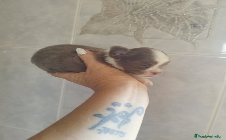 Chihuahua perros - Propaganda 2