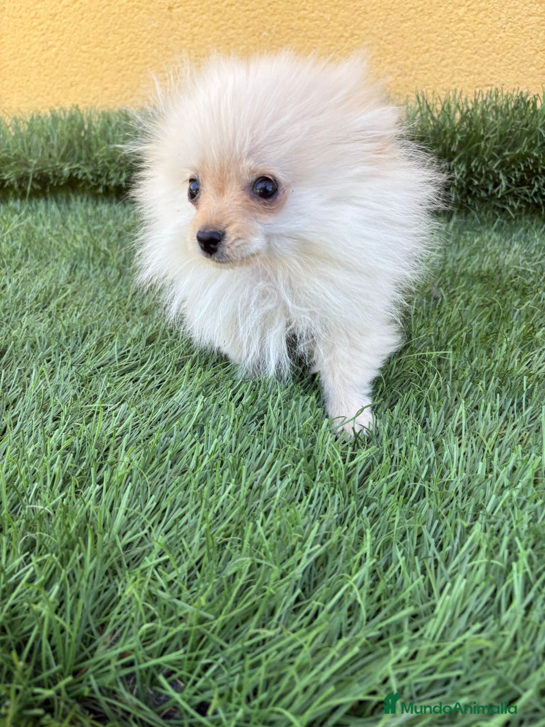 Pomerania perros en venta: Lulu de Pomerania micro toy macho - Imagen 3