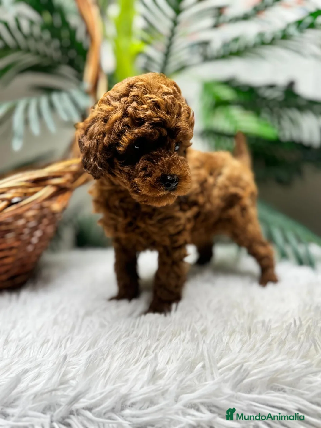 Caniche Toy perros en venta: CANICHE TOY-CACHORRO LISTO PARA ENTREGAR - Anuncio 6