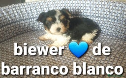 Biewer Yorkshire Terrier a la Pom Pon perros en venta: Biewer machito chiquitin con pedigree - Imagen 2