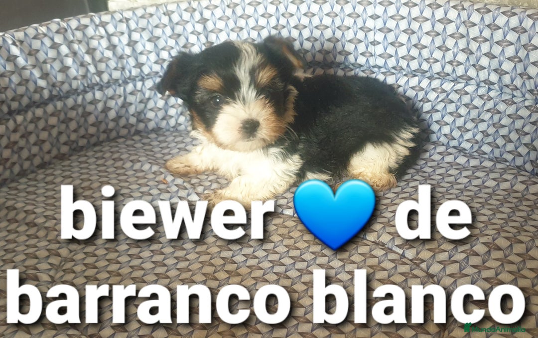 Biewer Yorkshire Terrier a la Pom Pon perros en venta: Biewer machito chiquitin con pedigree - Imagen 2