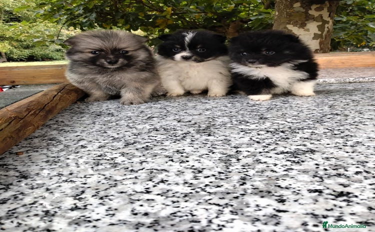 Pomerania perros - Anuncio 1