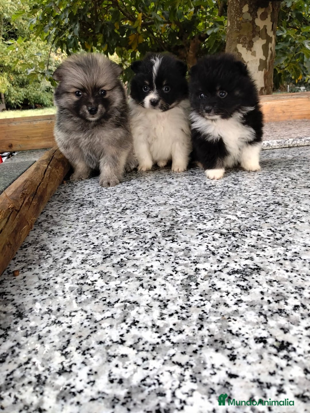 Pomerania perros en venta: camadas de pomerania  - Imagen 1