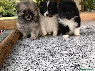 Pomerania perros - Anuncio 10