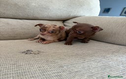 Chihuahua perros en venta: Chihuahuas Toy - Anuncio 1