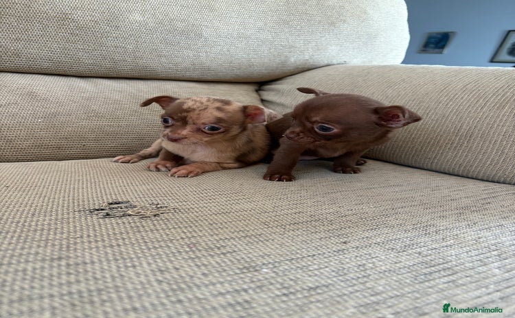 Chihuahua perros Chihuahuas Toy - Anuncio 1