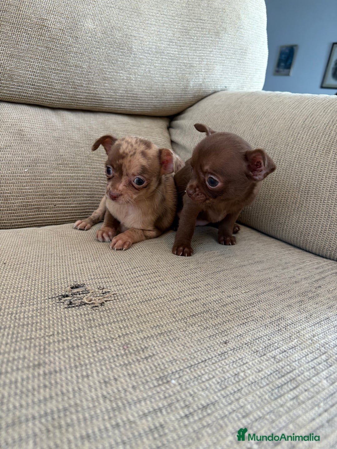 Chihuahua perros en venta: Chihuahuas Toy - Anuncio 1