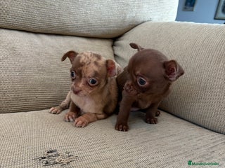 Chihuahua perros Chihuahuas Toy - Anuncio 1