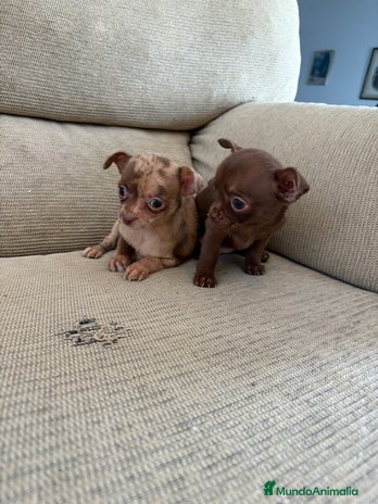 Chihuahua perros Chihuahuas Toy - Anuncio 2