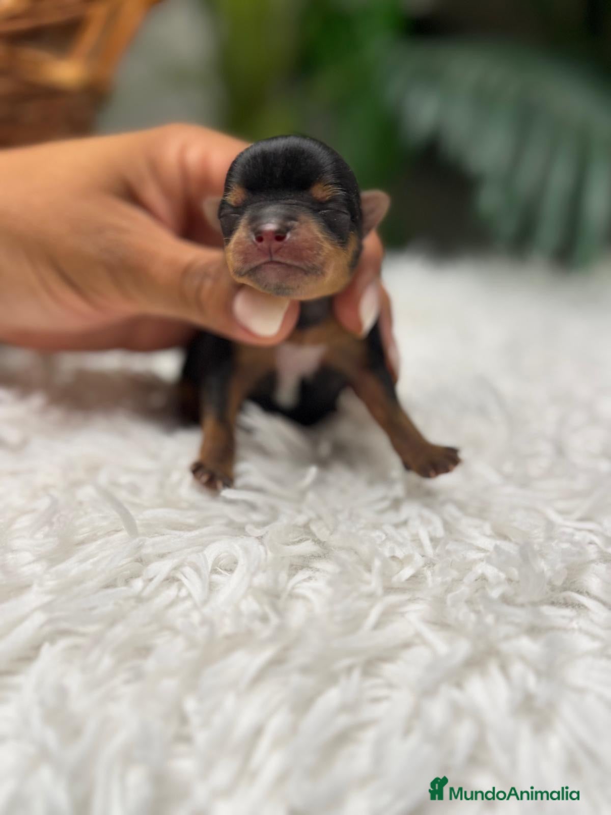 Yorkshire Terrier perros en venta: YORKSHIRE TERRIER - Anuncio 6