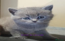 Británico de Pelo Corto gatos en venta: Gato British shorthair  - Imagen 3
