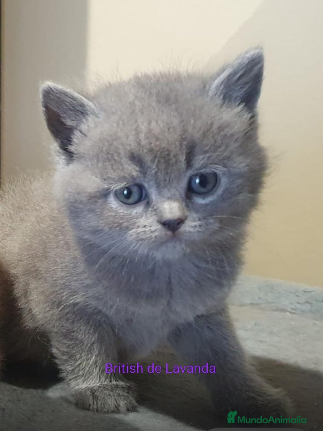 Británico de Pelo Corto gatos en venta: Gato British shorthair  - Imagen 3