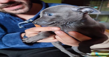 Pequeño Lebrel Italiano perros - Anuncio 8