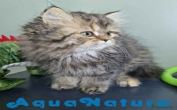 Persa gatos en venta: Persa Hembra Virgi 7727 AQUANATURA - Imagen 3