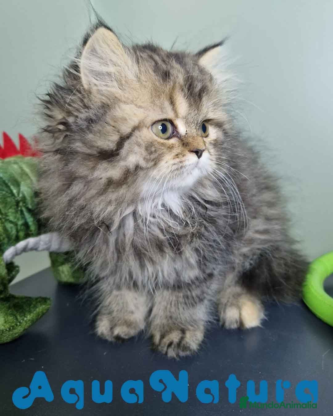 Persa gatos en venta: Persa Hembra Virgi 7727 AQUANATURA - Imagen 3