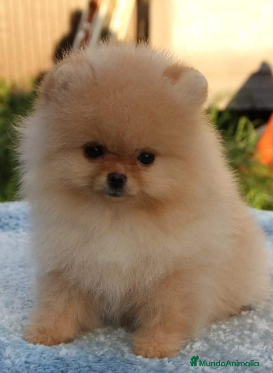 Pomerania perros en venta: pomerania bebe supèr super pequeño en Málaga - Anuncio 3