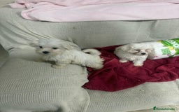 Bichón Maltés perros en venta: Bichon maltés toy  - Anuncio 1
