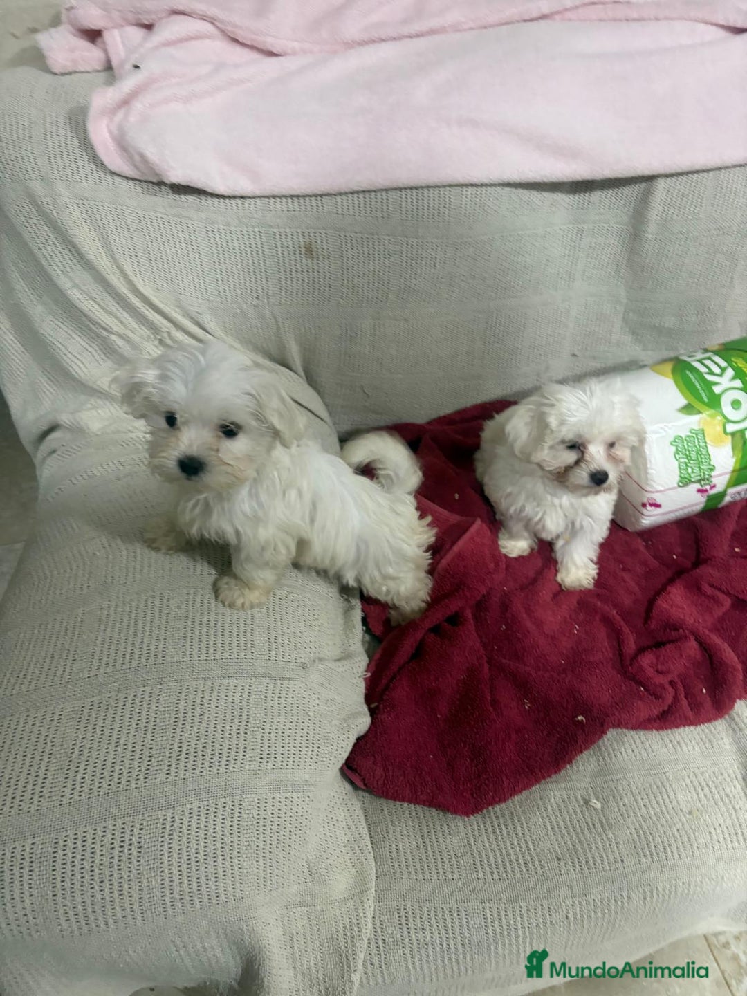 Bichón Maltés perros en venta: Bichon maltés toy  - Anuncio 1