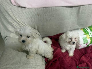 Bichón Maltés perros Bichon maltés toy - Anuncio 2