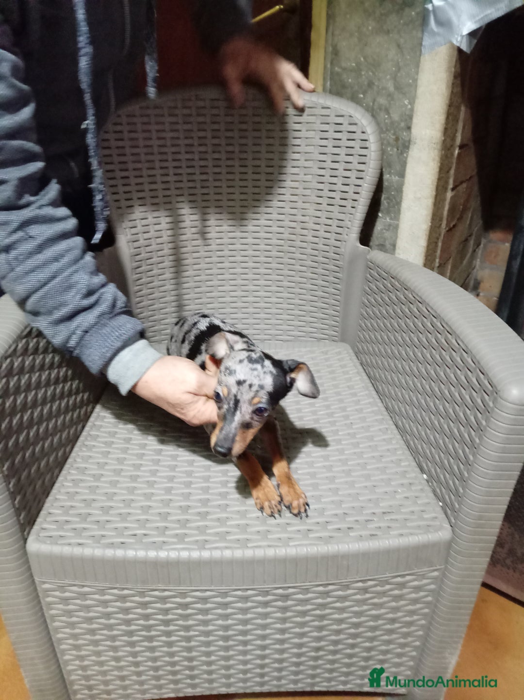 Pinscher Miniatura perros en adopcion: Pinscher mini - Anuncio 3