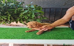 Caniche Toy perros en venta: Caniches toy - Imagen 5
