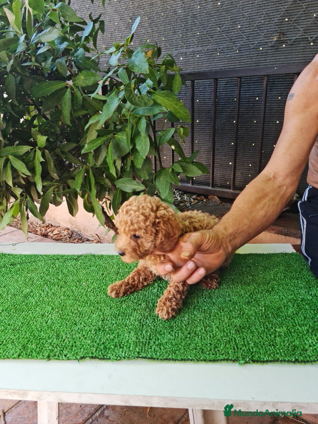 Caniche Toy perros en venta: Caniches toy - Imagen 5